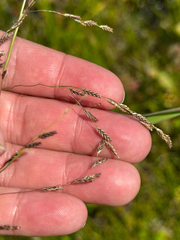 Glyceria grandis