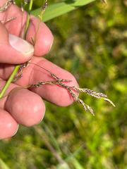 Glyceria grandis, photograph author not stated, no rights reserved