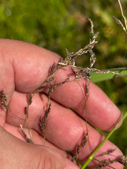 Glyceria grandis, photograph author not stated, no rights reserved