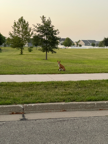 Red Fox observed by alex_rico_gomez