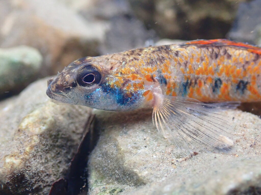 Bluemask Darter
