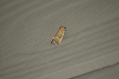 Elaphria fuscimacula