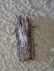 Mothonica ocellea