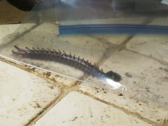 Scolopendra alternans