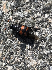 Nicrophorus investigator