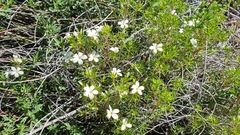 Leptosiphon floribundus glaber