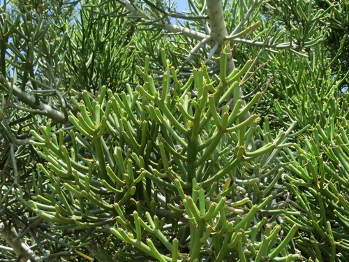 Euphorbia tirucalli iNat (1)