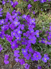 Aubrieta deltoidea
