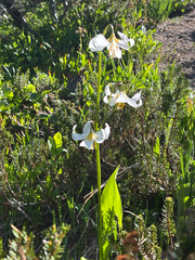 (c) Josie Graydon, some rights reserved (CC BY) Erythronium montanum, photograph (c) Josie Graydon, some rights reserved (CC BY)