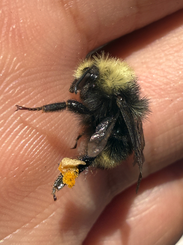 iNaturalist observation photo of Van Dyke's Bumble Bee