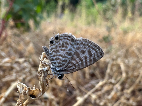Zebra Blue