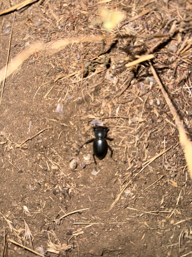 iNaturalist observation photo of California Broad-necked Darkling Beetle