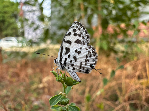 Common Pierrot