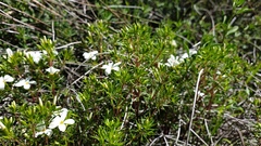 Leptosiphon floribundus glaber