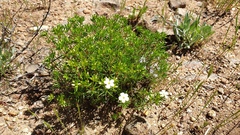 Leptosiphon floribundus glaber