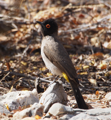 Pycnonotus nigricans