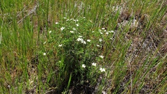 Leptosiphon floribundus glaber