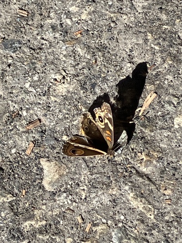 iNaturalist observation photo of Gray Buckeye