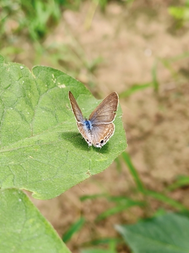 Pea Blue