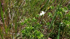 Leptosiphon floribundus glaber