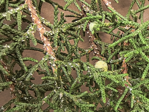 Redberry juniper (Juniperus coahuilensis)