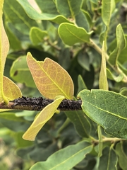 Quercus oblongifolia, photograph (c) M. Socorro González Elizondo, some rights reserved (CC BY-SA)