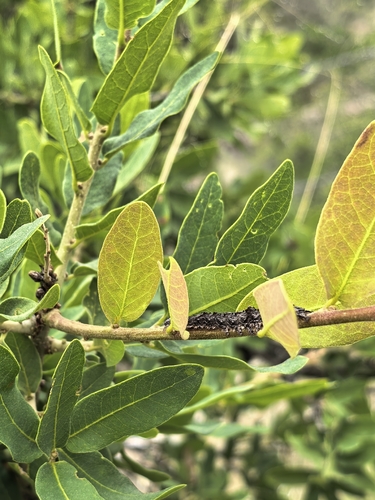 Quercus oblongifolia