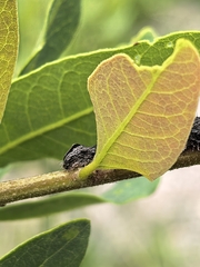 Quercus oblongifolia, photograph (c) M. Socorro González Elizondo, some rights reserved (CC BY-SA)