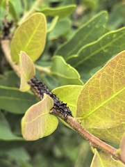 Quercus oblongifolia, photograph (c) M. Socorro González Elizondo, some rights reserved (CC BY-SA)