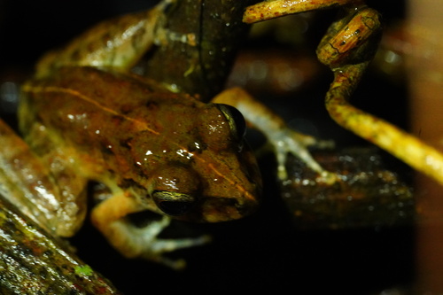 Long-Legged Streamfrog