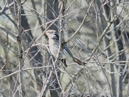 Spiny-cheeked Honeyeater