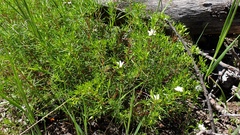 Leptosiphon floribundus glaber