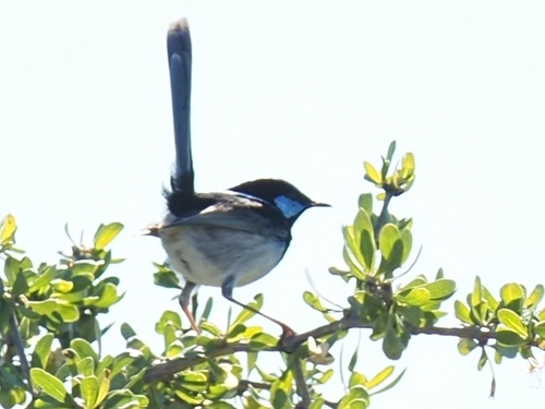 Superb Fairywren