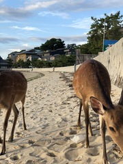 Cervus nippon