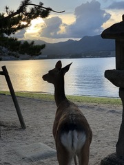Cervus nippon