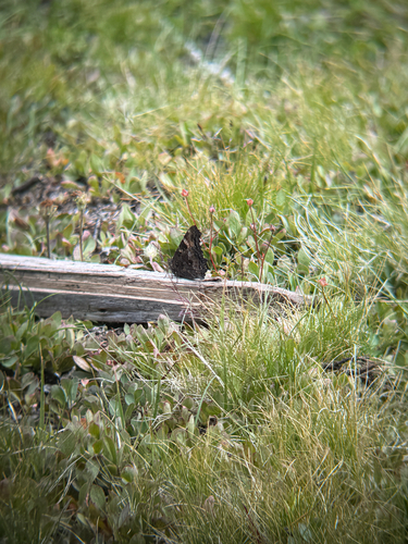 iNaturalist observation photo of California Tortoiseshell