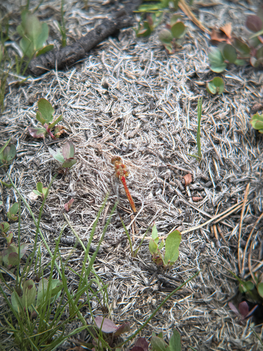 iNaturalist observation photo of Striped Meadowhawk