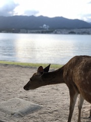 Cervus nippon