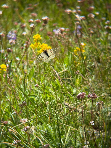 iNaturalist observation photo of Parnassius clodius baldur