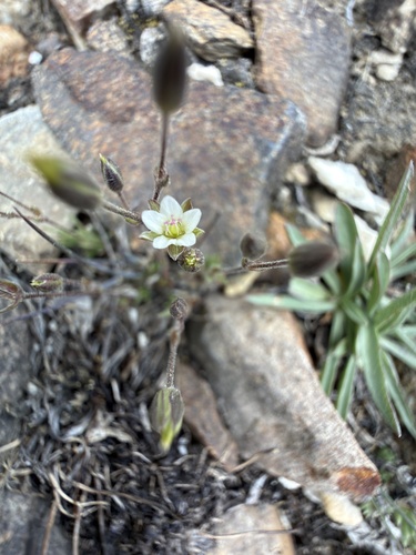 Sabulina rubella, photograph 3