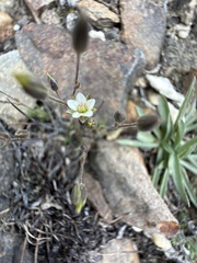 Sabulina rubella, photograph (c) Dee Shea Himes, some rights reserved (CC BY)