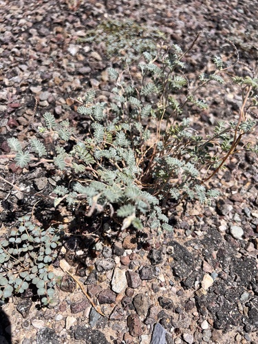 Downy Prairie Clover