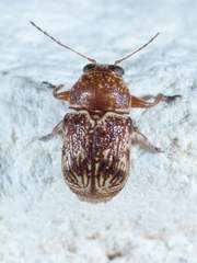 Pachybrachis turbidus