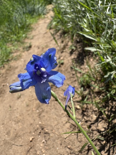 Siberian larkspur