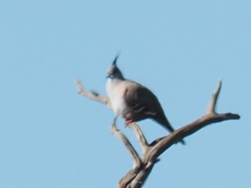 Crested Pigeon