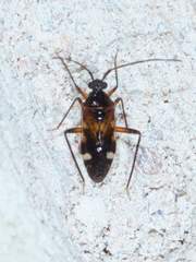 Eustictus