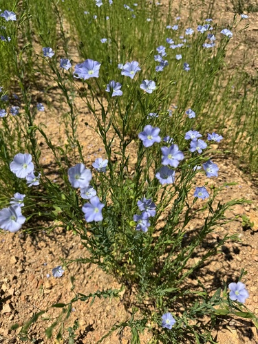 perennial flax