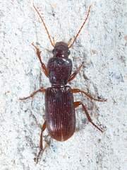 Stenomorphus