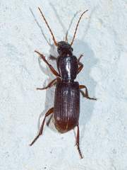 Stenomorphus