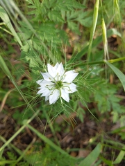 Nigella